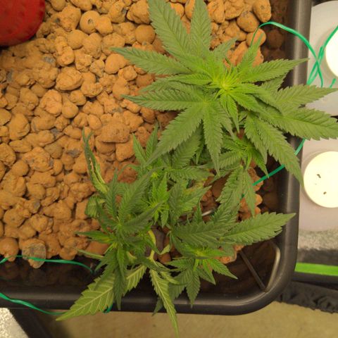 Mo growlog timeline photo