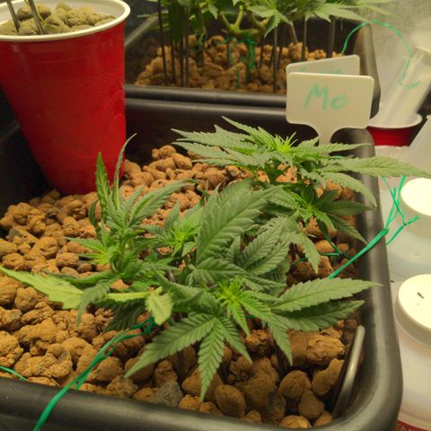 Mo growlog timeline photo