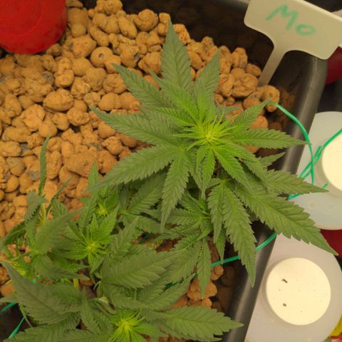 Mo growlog photo: Starting to flower!