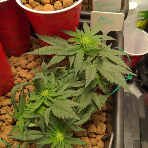 Mo growlog timeline photo