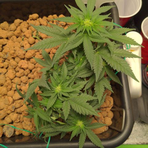 Mo growlog timeline photo