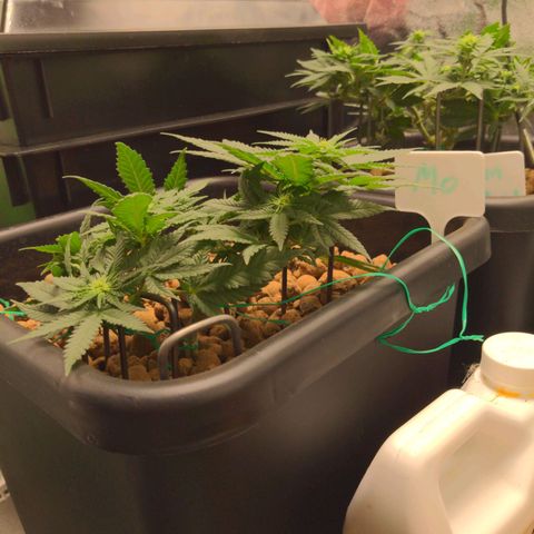 Mo growlog timeline photo