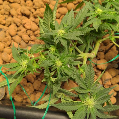 Mo growlog timeline photo