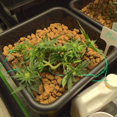 Mo growlog timeline photo