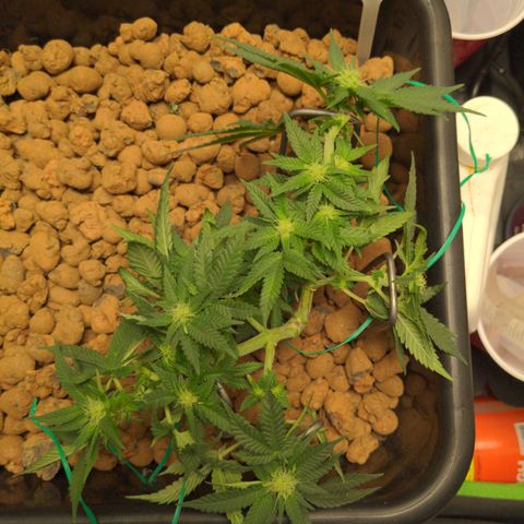 Mo growlog timeline photo