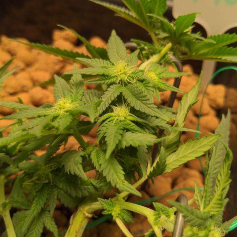 Mo growlog timeline photo