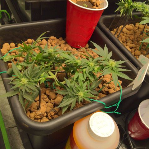 Mo growlog timeline photo