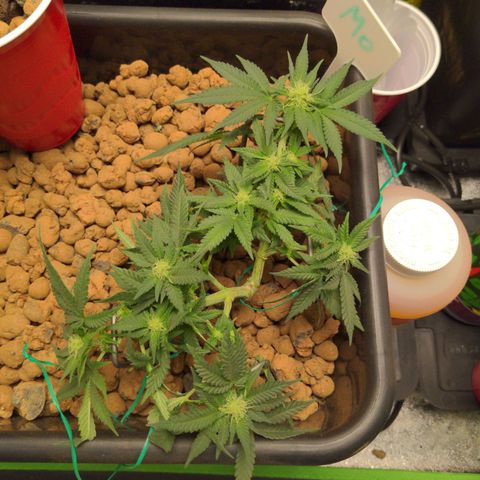 Mo growlog timeline photo