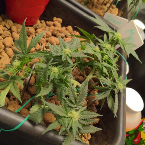 Mo growlog timeline photo