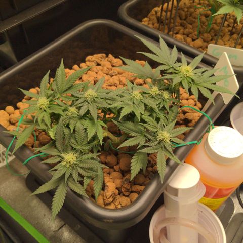 Mo growlog timeline photo