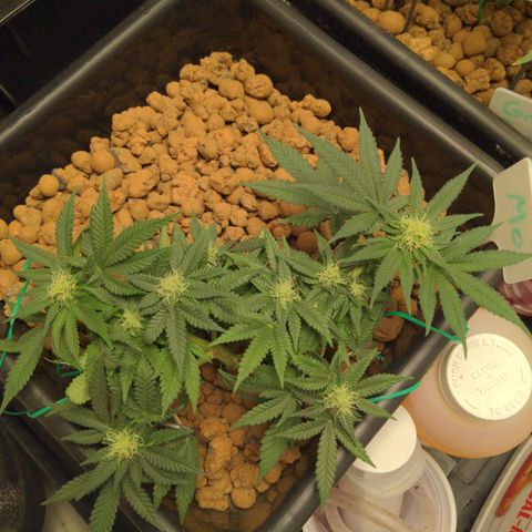 Mo growlog timeline photo