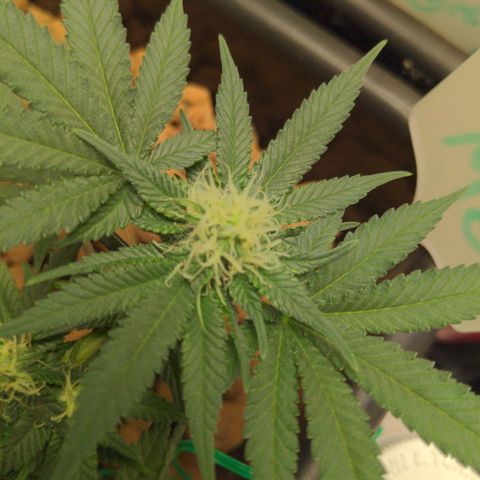 Mo growlog timeline photo