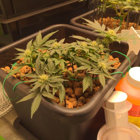 Mo growlog timeline photo