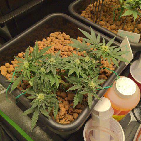 Mo growlog timeline photo