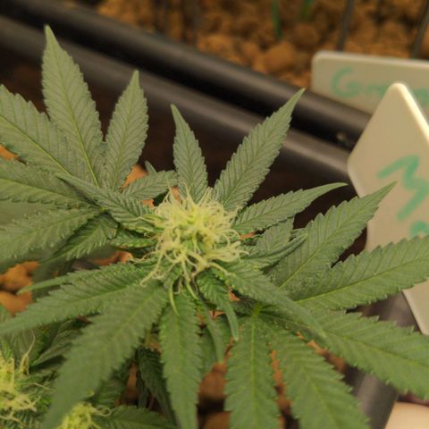 Mo growlog timeline photo