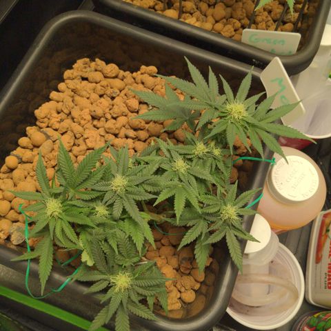 Mo growlog timeline photo