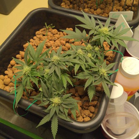 Mo growlog timeline photo