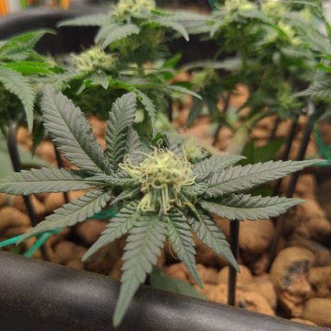 Mo growlog timeline photo