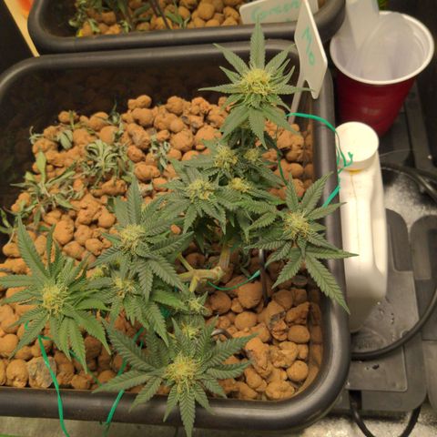 Mo growlog timeline photo