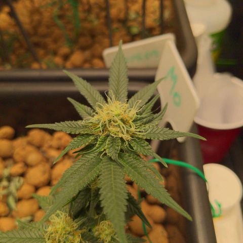 Mo growlog timeline photo