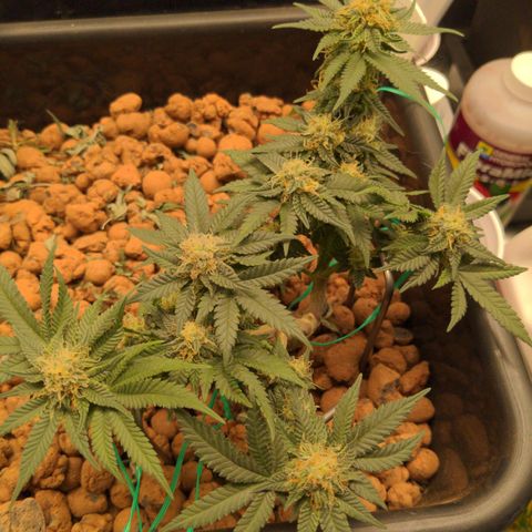 Mo growlog timeline photo
