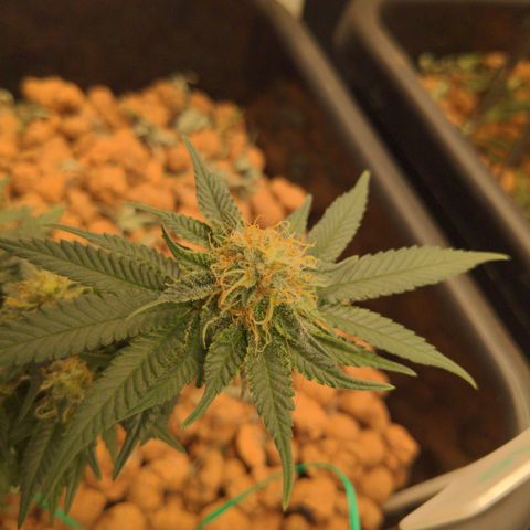 Mo growlog timeline photo