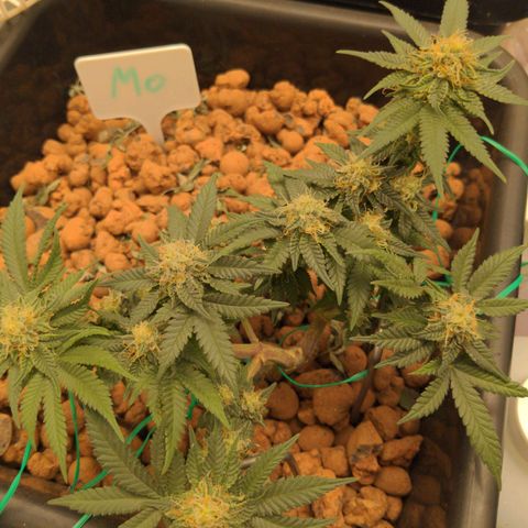 Mo growlog timeline photo