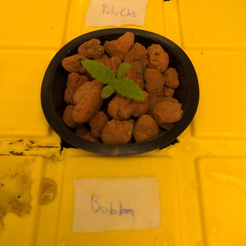 Bubba growlog timeline photo