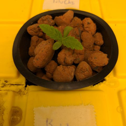 Bubba growlog timeline photo
