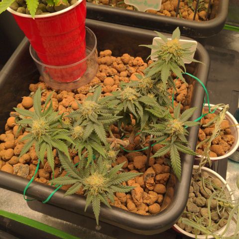 Mo growlog timeline photo