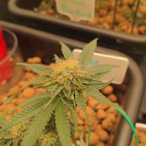 Mo growlog timeline photo