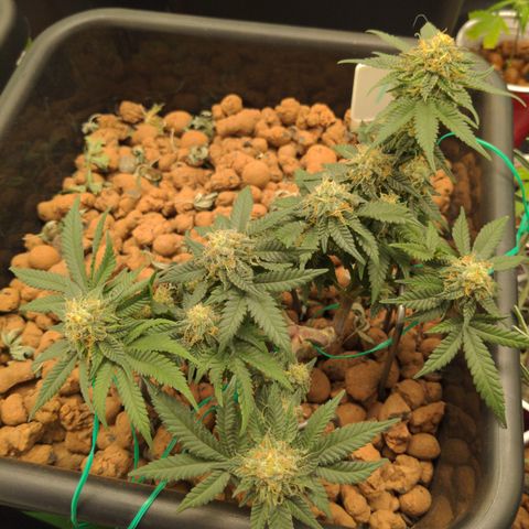 Mo growlog timeline photo