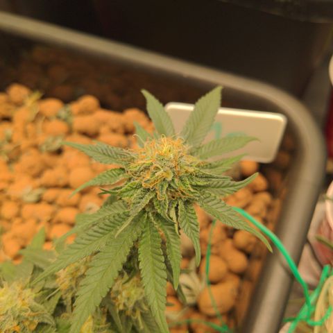 Mo growlog timeline photo
