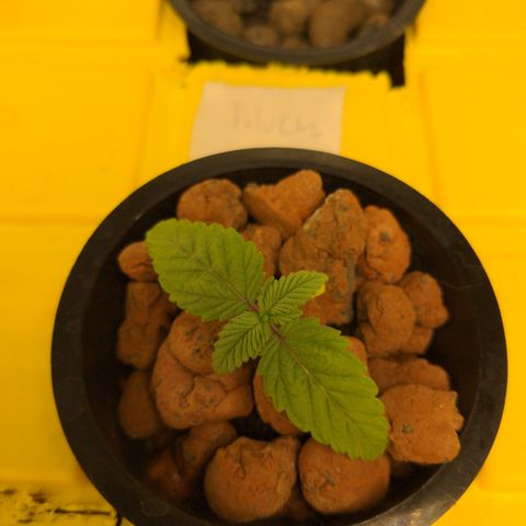 Bubba growlog timeline photo