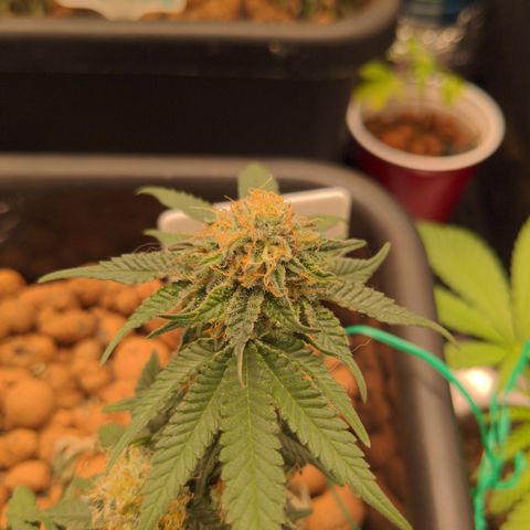 Mo growlog timeline photo
