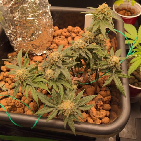 Mo growlog timeline photo