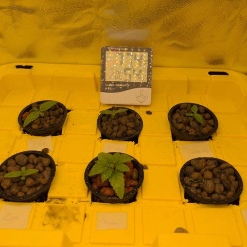 Bubba growlog timeline photo