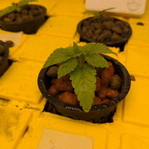 Bubba growlog timeline photo