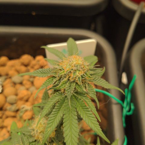 Mo growlog timeline photo