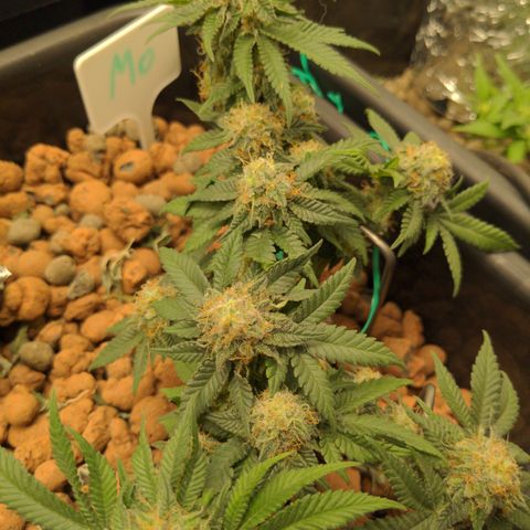 Mo growlog timeline photo