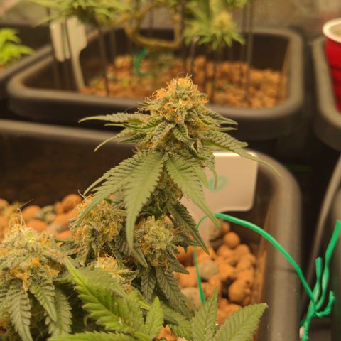 Mo growlog timeline photo