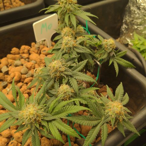 Mo growlog timeline photo