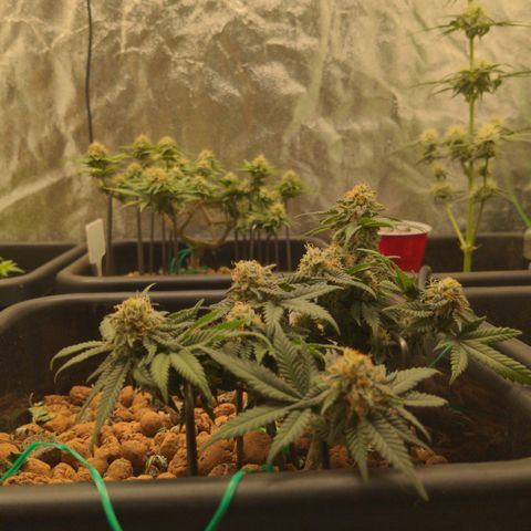 Mo growlog timeline photo