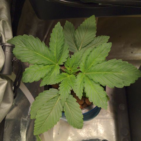 Bubba growlog timeline photo