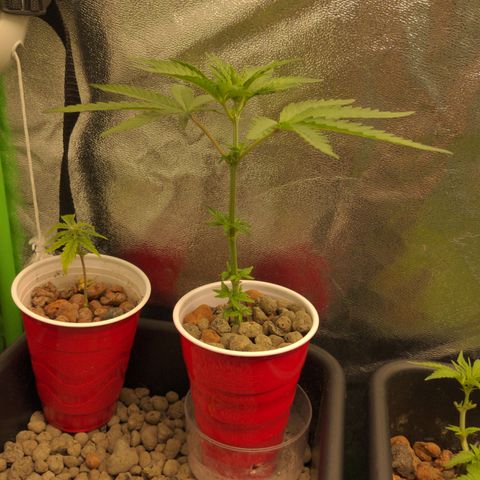 Bubba growlog timeline photo