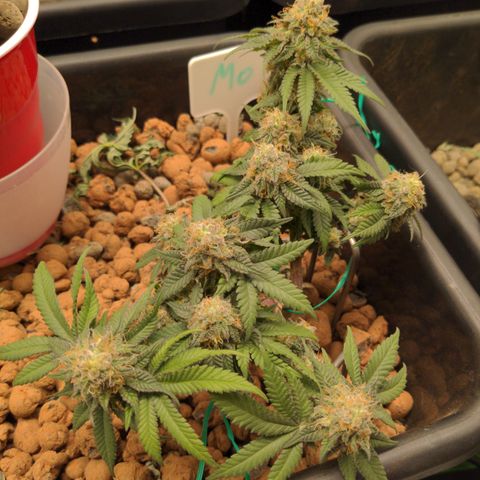 Mo growlog timeline photo