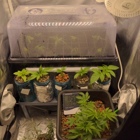 Bubba growlog timeline photo