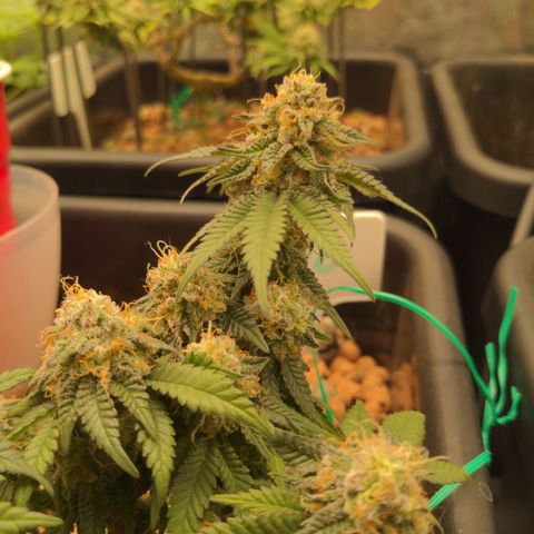 Mo growlog timeline photo