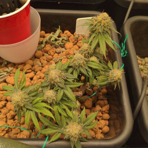 Mo growlog timeline photo
