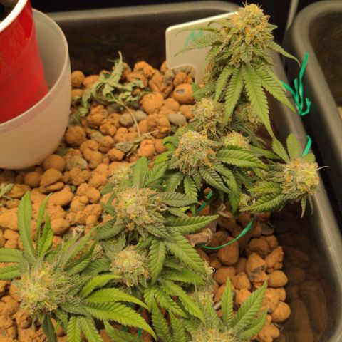 Mo growlog timeline photo